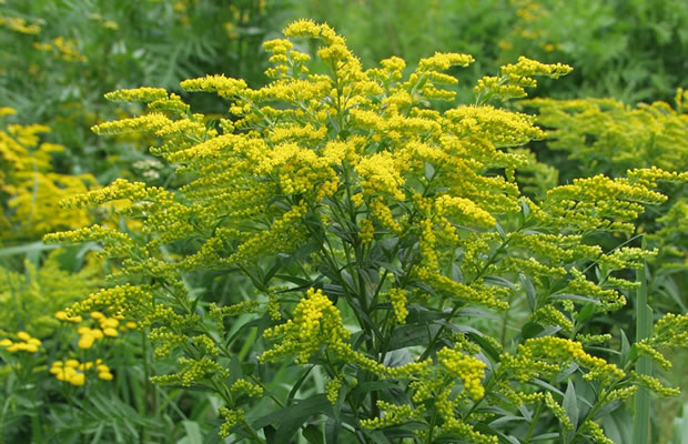 Bild von Solidago canadensis – Kanadische Goldrute