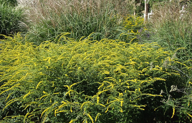 Bild von Solidago rugosa ‚Fireworks‘ – Goldrute