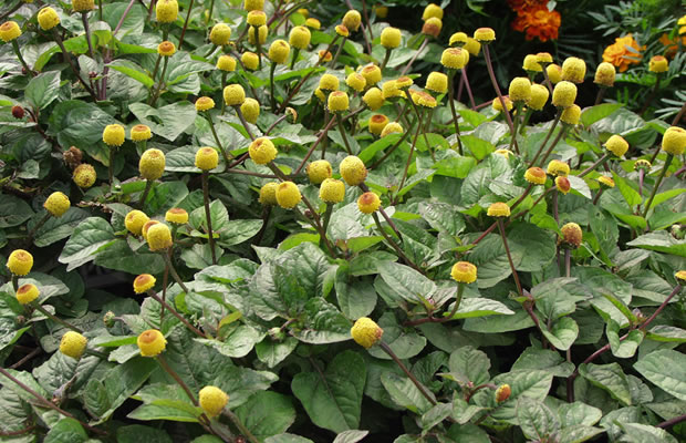 Bild von Acmella oleracea – Parakresse, Augapfel-Pflanze, Husarenknopf, Prickelkraut, Prickelknopf, Zahnweh-Pflanze, Jambú