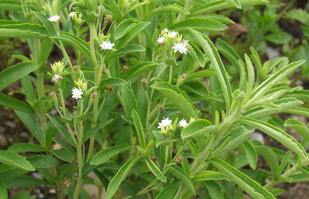 Bild von Stevia rebaudiana – Süßkraut, Süßpflanze, Süßblatt, Honigpflanze, Honigkraut
