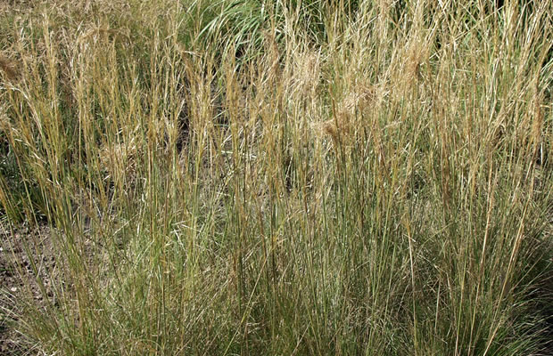 Bild von Stipa capillata – Haar-Pfriemengras, Büschelhaargras