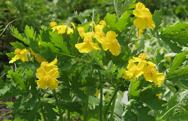 Bild von Stylophorum diphyllum – Schöllkraut-Mohn, Schöllkrautblättriger Scheinmohn