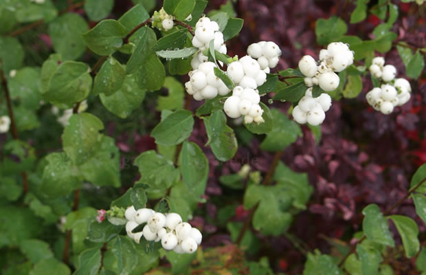 Bild von Symphoricarpos x doorenbosii ‚White Hedge‘ – Weiße Heckenbeere, Knallerbsenstrauch