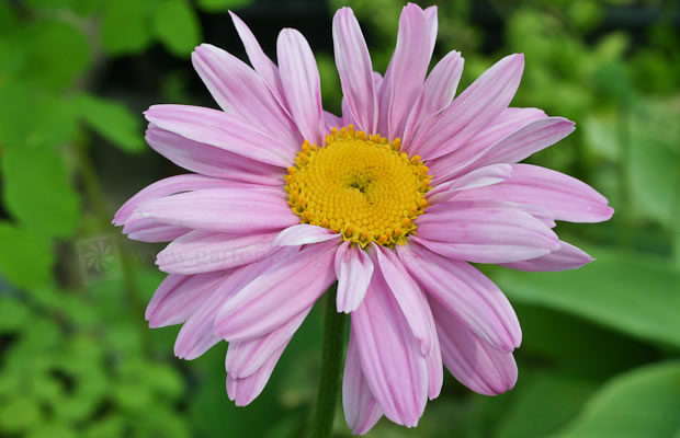 Bild von Tanacetum coccineum ‚Robinsons Rosa‘ – Bunte Garten-Margerite, Magerite, Pyrethrum, Bertramswurz