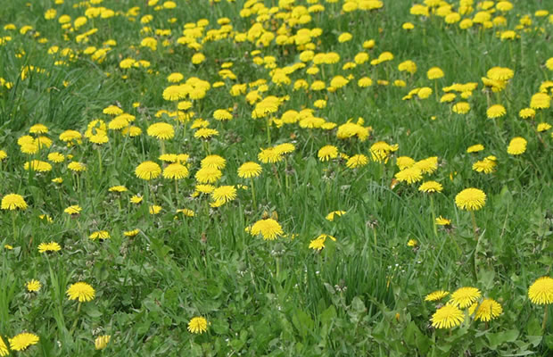 Bild von Taraxacum officinale – Löwenzahn, Pusteblume, Maistock, Kuhblume, Kettenblume