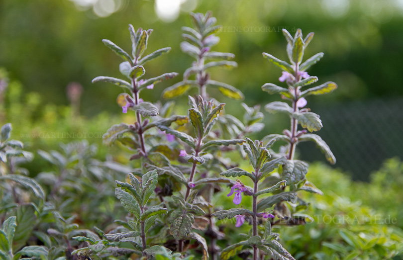 Bild von Teucrium scordium – Knoblauch-Gamander