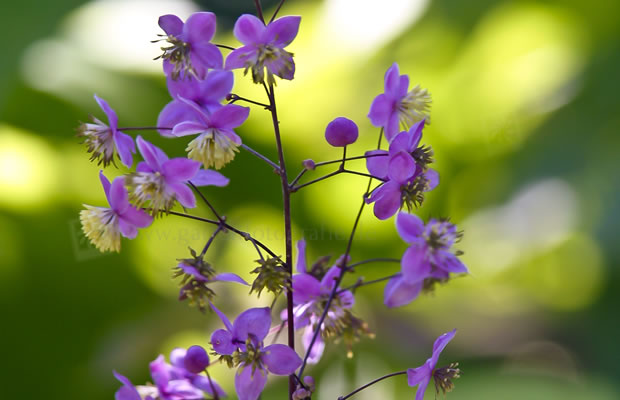 Bild von Thalictrum rochebrunianum – Prächtige Wiesenraute