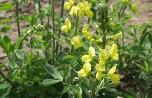 Bild von Thermopsis fabacea – Fuchsbohne