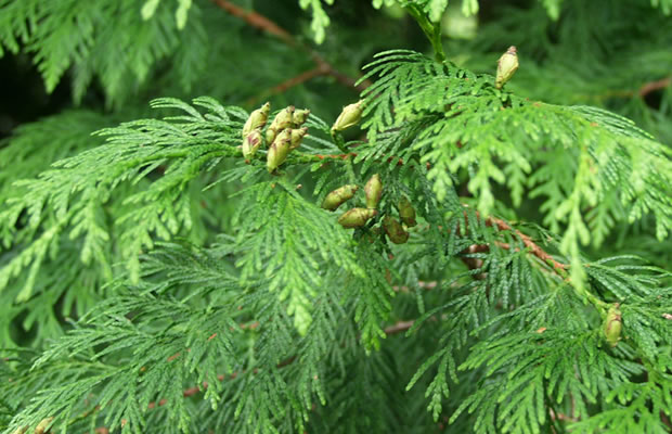 Bild von Thuja plicata – Riesen-Lebensbaum, Amerikanischer Lebensbaum, Riesen-Thuja