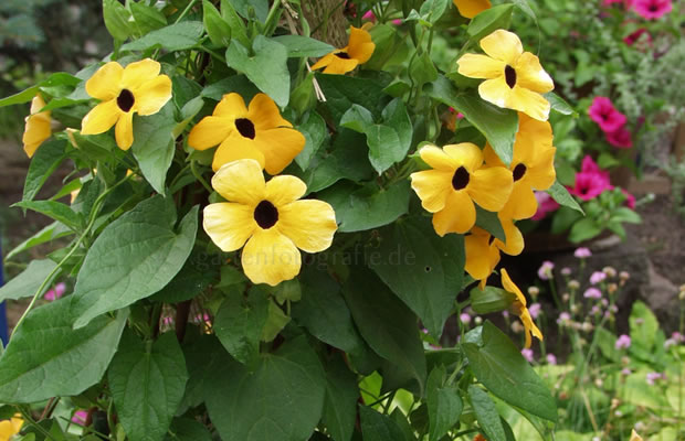 Bild von Thunbergia alata – Schwarzäugige Susanne, Himmelsblume