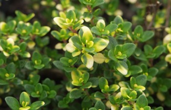 Thumbnail Thymus ‚Doone Valley‘ – Gelbgrüner Zitronenthymian