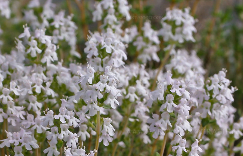 Bild von Thymus  ‚Fragrantissimus‘ – Orangen-Thymian