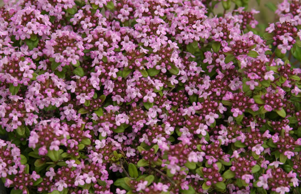 Bild von Thymus longicaulis – Kaskadenthymian