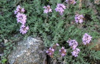 Thumbnail Thymus neiceffii – Koniferen-Thymian