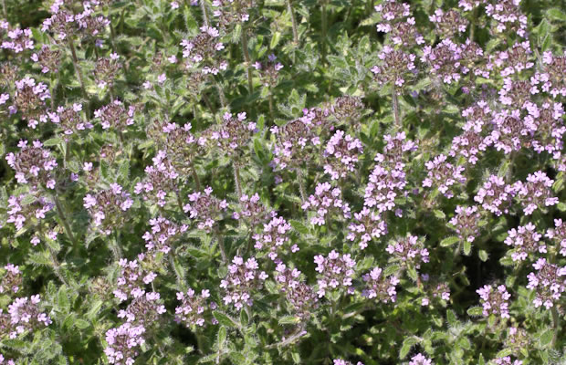 Bild von Thymus praecox ssp. britannicus – Wolliger Thymian, Perücken-Thymian