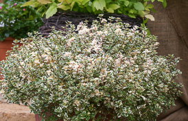 Thumbnail Thymus pulegioides ‚Foxley‘ – Weißbunter Quendel