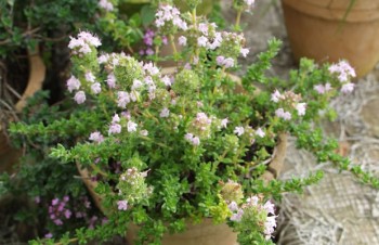 Thumbnail Thymus thracicus – Lavendel-Thymian