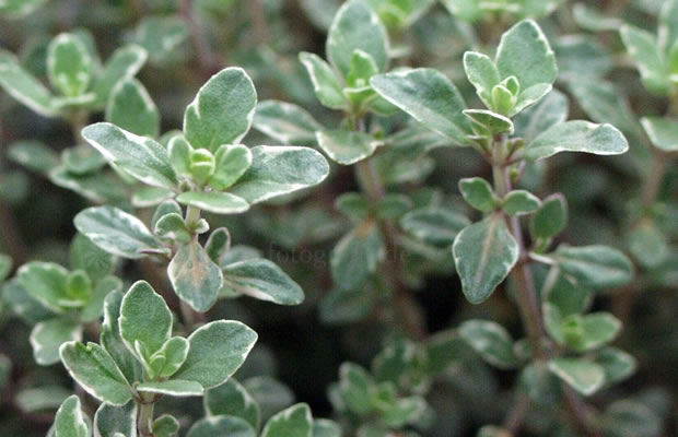 Bild von Thymus vulgaris ‚Silver Posie‘ – Weißgrüner Thymian, Silberner Thymian