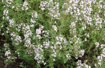 Thumbnail Thymus vulgaris – Echter Thymian