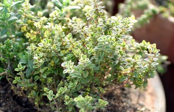 Thumbnail Thymus pulegioides ‚Bertram Anderson‘ – Gelbgrüner Zitronenthymian