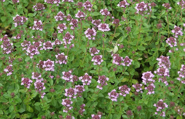 Bild von Thymus x citriodorus – Zitronenthymian