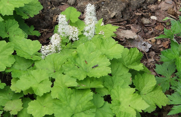 Bild von Tiarella cordifolia – Herzblatt-Schaumblüte