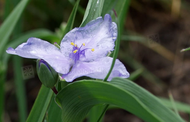 Bild von Tradescantia x andersoniana ‚Leonora‘ – Dreimasterblume, Garten-Tradescantie, Gottesauge