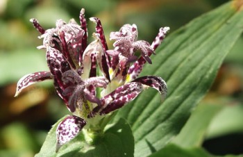 Thumbnail Tricyrtis hirta – Japanische Krötenlilie