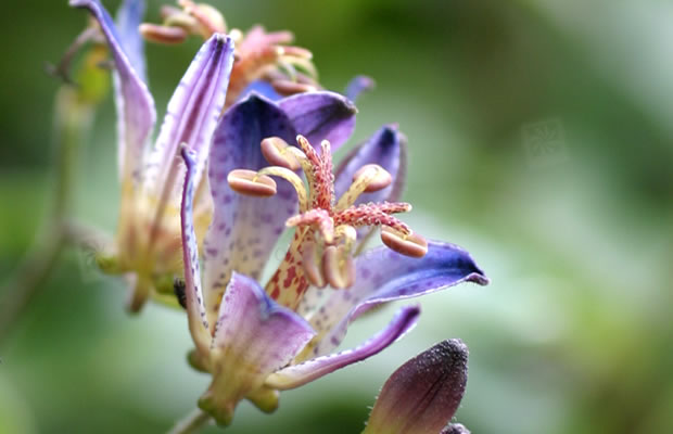 Bild von Tricyrtis hirta ‚Taiwan Adbane‘ – Japanische Krötenlilie, Japan-Krötenlilie, Tigerstern, Borstige Krötenlilie, Rauhaarige Krötenlilie