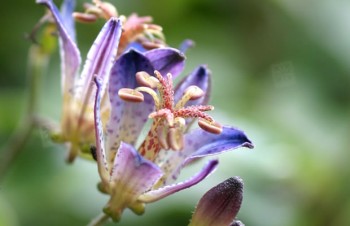 Thumbnail Tricyrtis hirta ‚Taiwan Adbane‘ – Japanische Krötenlilie
