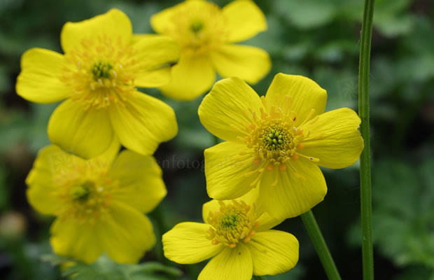 Bild von Trollius pumilus – Zwerg-Trollblume