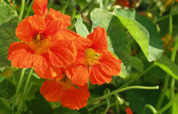 Bild von Tropaeolum majus – Große Kapuzinerkresse, Kapuziner