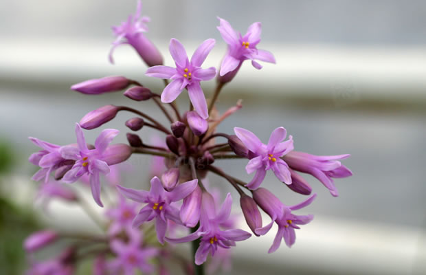 Bild von Tulbaghia violacea – Knoblauch-Kaplilie, Zimmer-Knoblauch