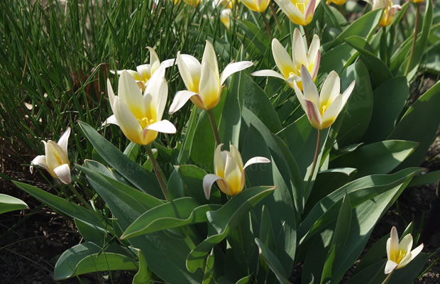 Bild von Tulipa kaufmanniana – Seerosen-Tulpe