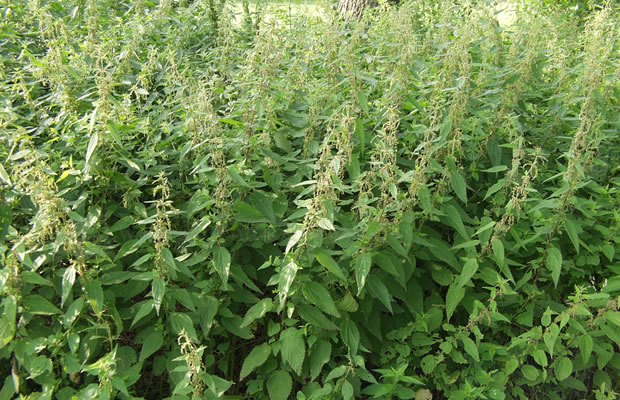 Bild von Urtica dioica – Große Brennnessel, Donnernessel, Hanfnessel, Saunessel, Senznettel, Quaddel