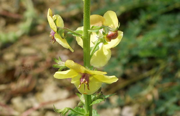 Bild von Verbascum nigrum – Schwarze Königskerze, Dunkel-Königskerze