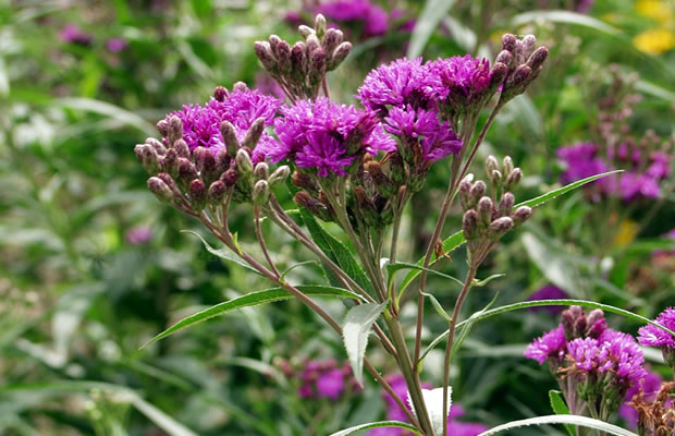 Bild von Vernonia fasciculata – Büschelige Scheinaster, Büschelige Vernonie