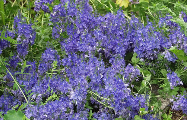 Bild von Veronica austriaca ssp. teucrium ‚Knallblau‘ – Österreichischer Ehrenpreis