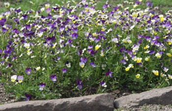 Thumbnail Viola cornuta – Hornveilchen