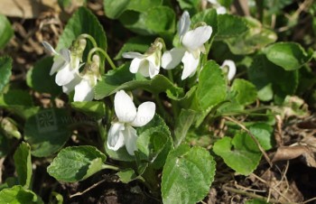 Thumbnail Viola odorata ‚Alba‘ – Weißes Duftveilchen