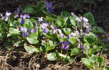 Thumbnail Viola odorata – Duftveilchen