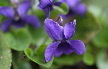 Thumbnail Viola odorata ‚Königin Charlotte‘ – Duftveilchen