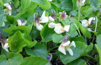 Thumbnail Viola odorata ‚Sulphurea‘ – Gelbes Duftveilchen