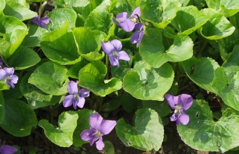 Thumbnail Viola sororia – Pfingst-Veilchen