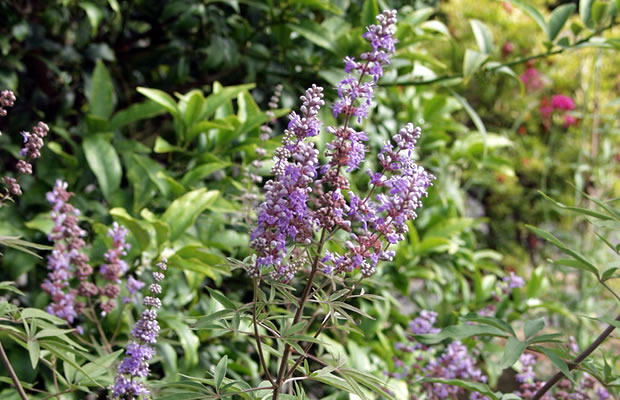 Bild von Vitex agnus-castus – Mönchspfeffer, Keuschlamm, Keuschbaum, Tanis