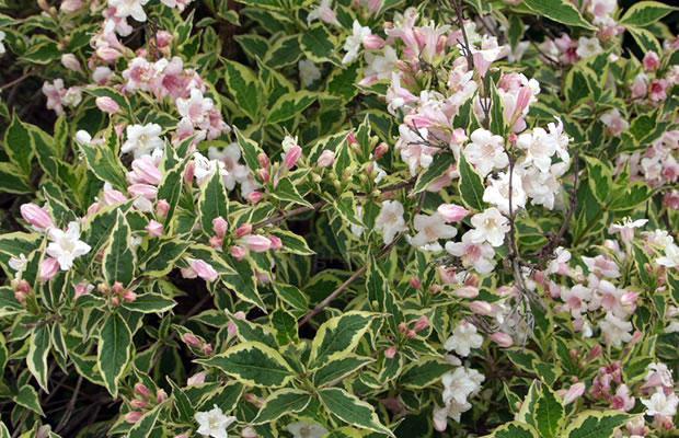 Bild von Weigela  ‚Nana Variegata‘ – Buntblättrige Weigelie