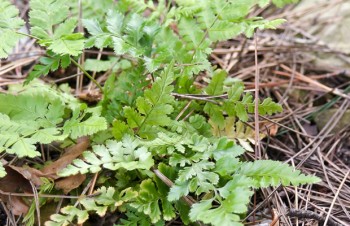 Thumbnail Woodsia ilvensis – Rostroter Wimpernfarn