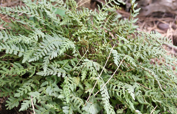 Bild von Woodsia polystichioides – Wimpernfarn