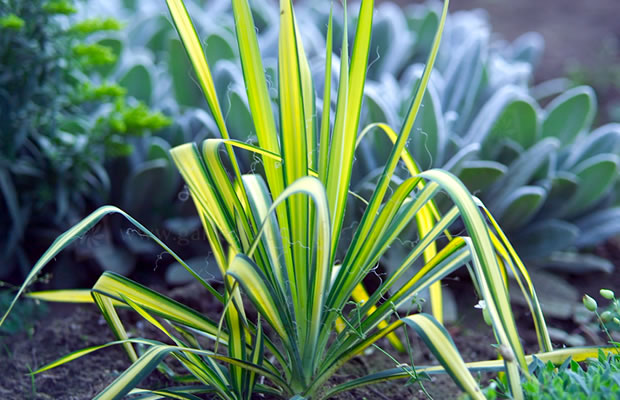 Bild von Yucca flaccida ‚Golden Sword‘ – Schlaffe Palmlilie