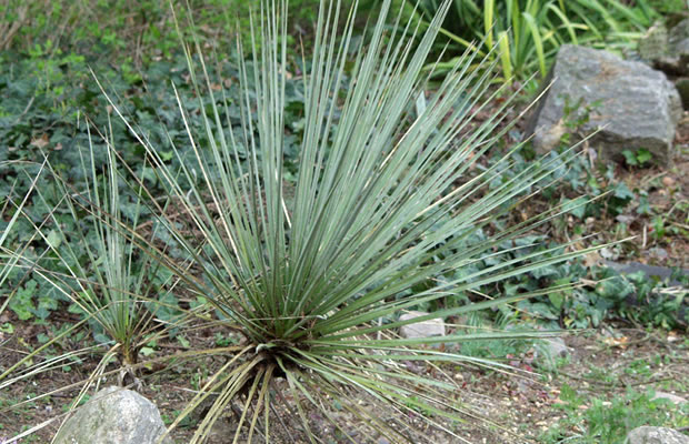 Bild von Yucca glauca – Blaugrüne Palmlilie